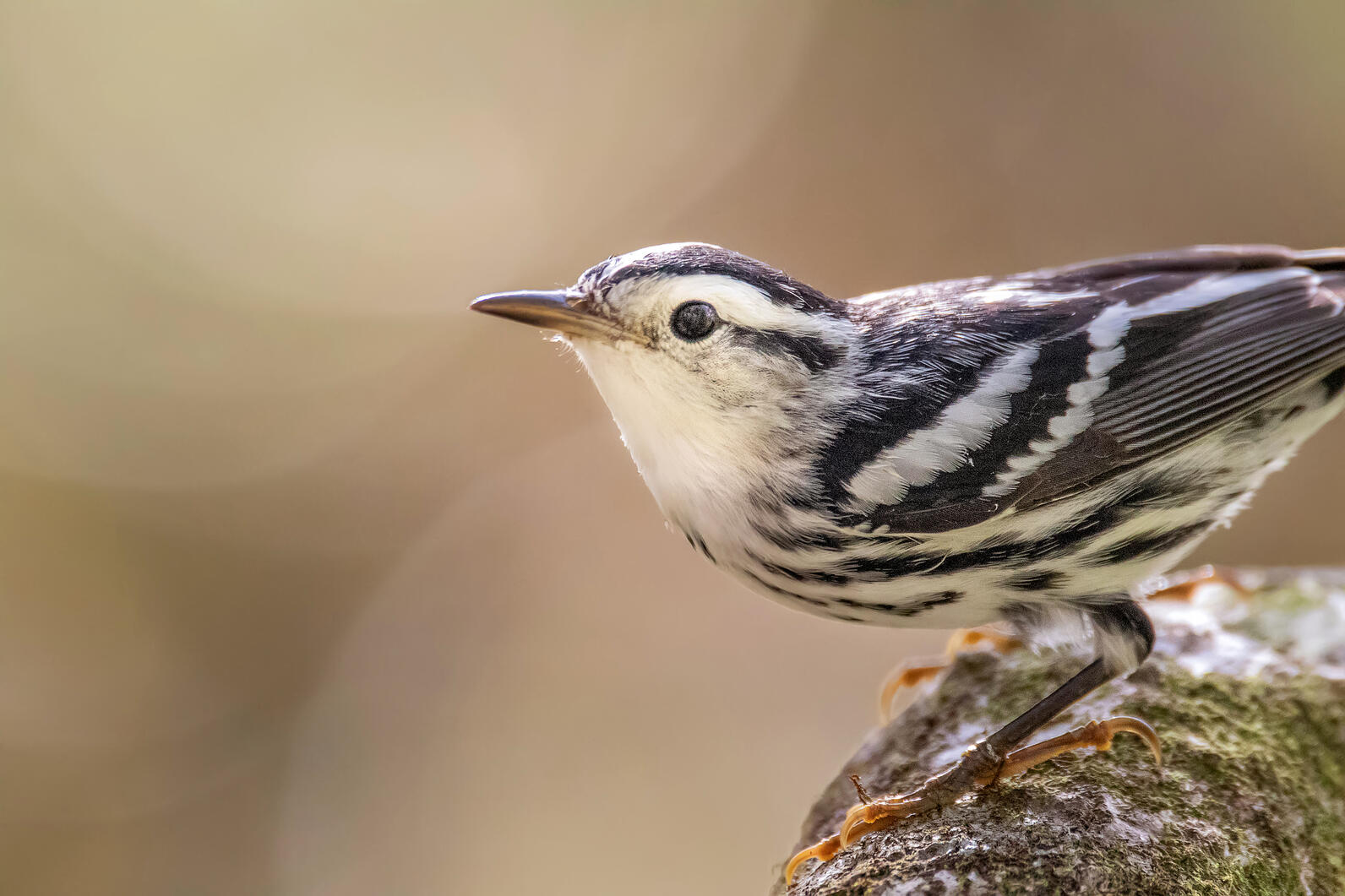 Black-and-white Warbler.