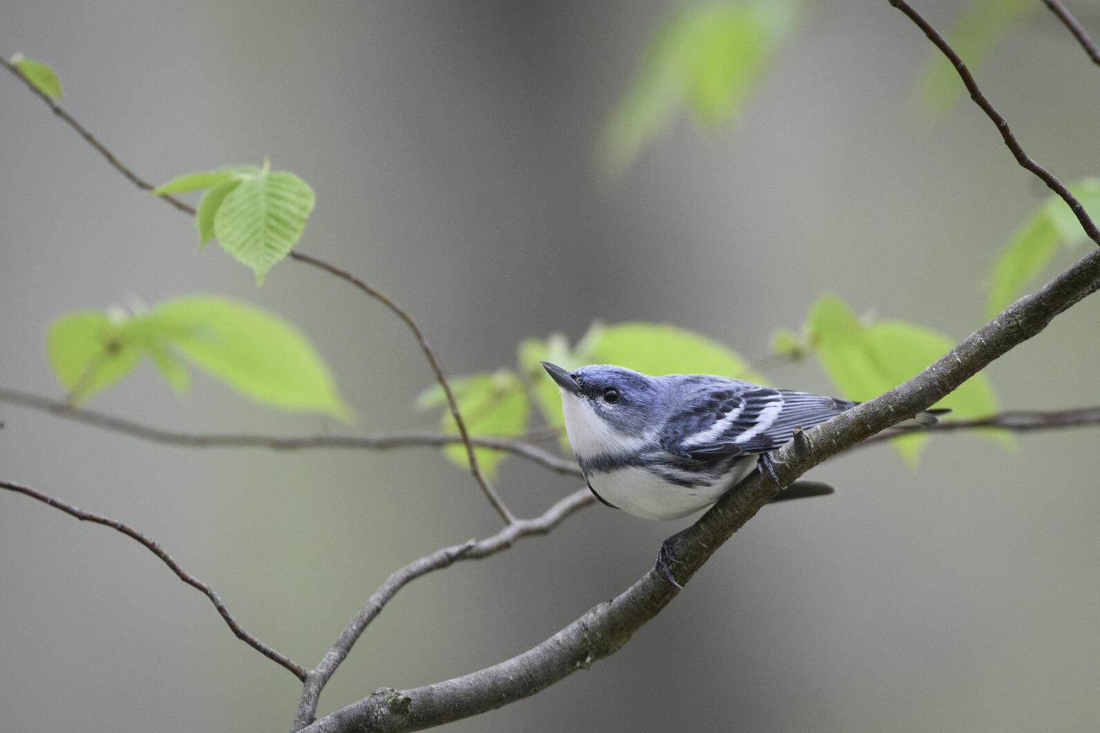 A bright blue Cerulean Warbler perches on a branch.