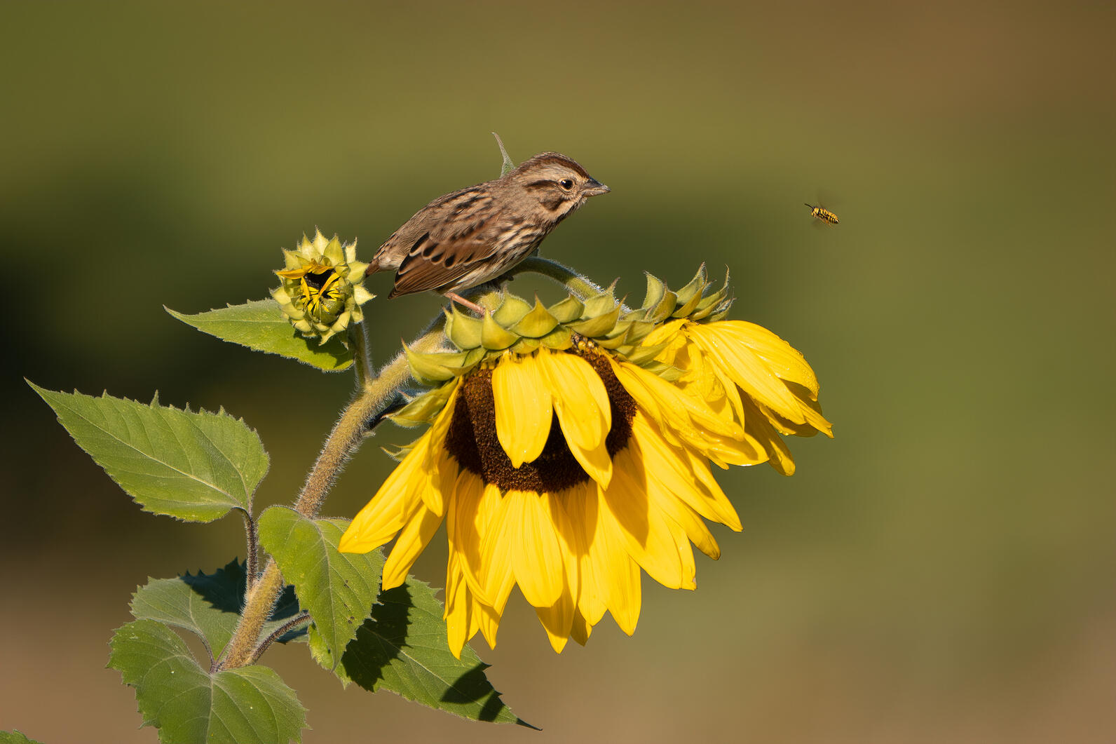 A song Sparrow sitting on the stem of a sunflower.