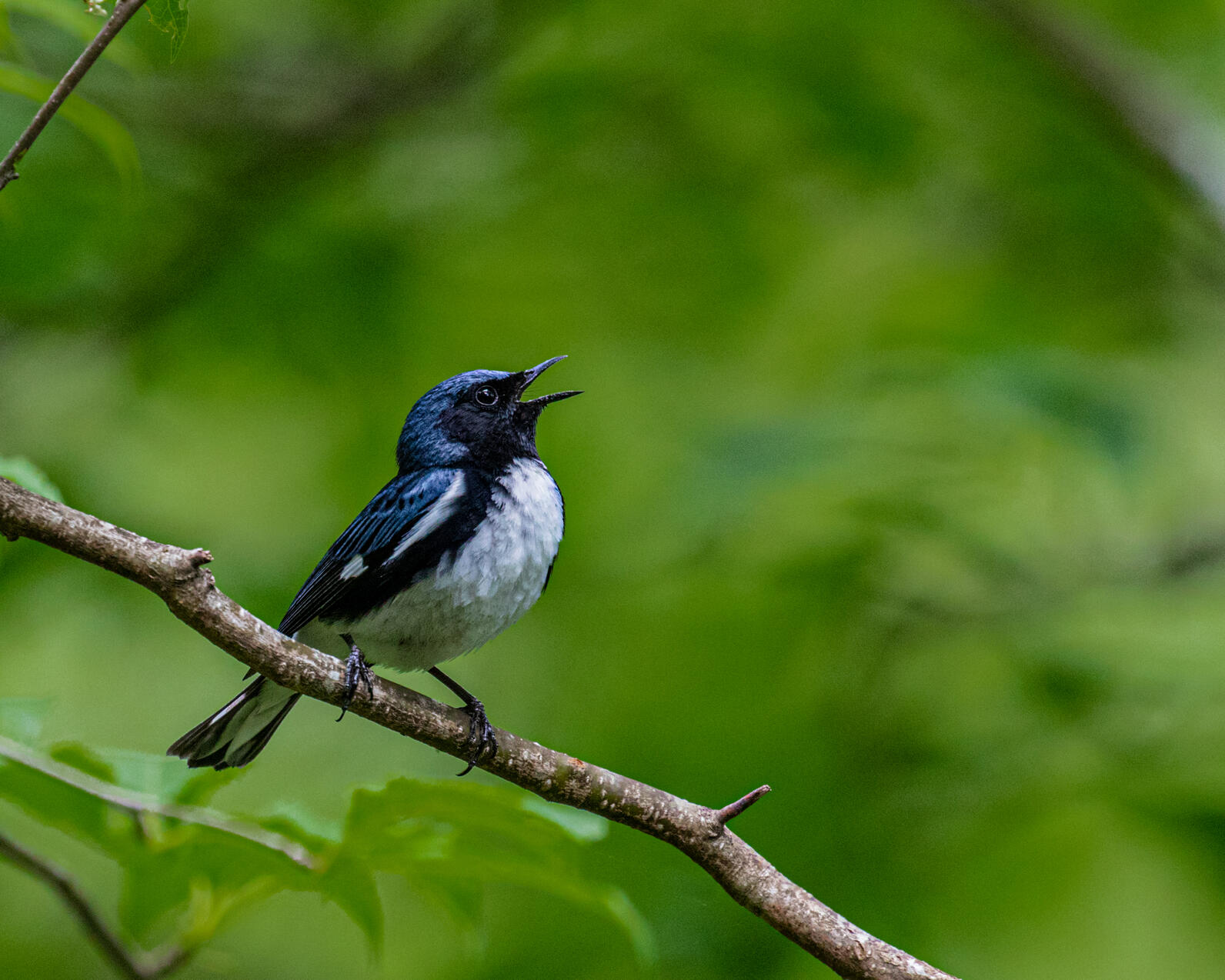 A male Black-throated Blue Warbler perches on a branch amidst greenery, beak open as it calls.