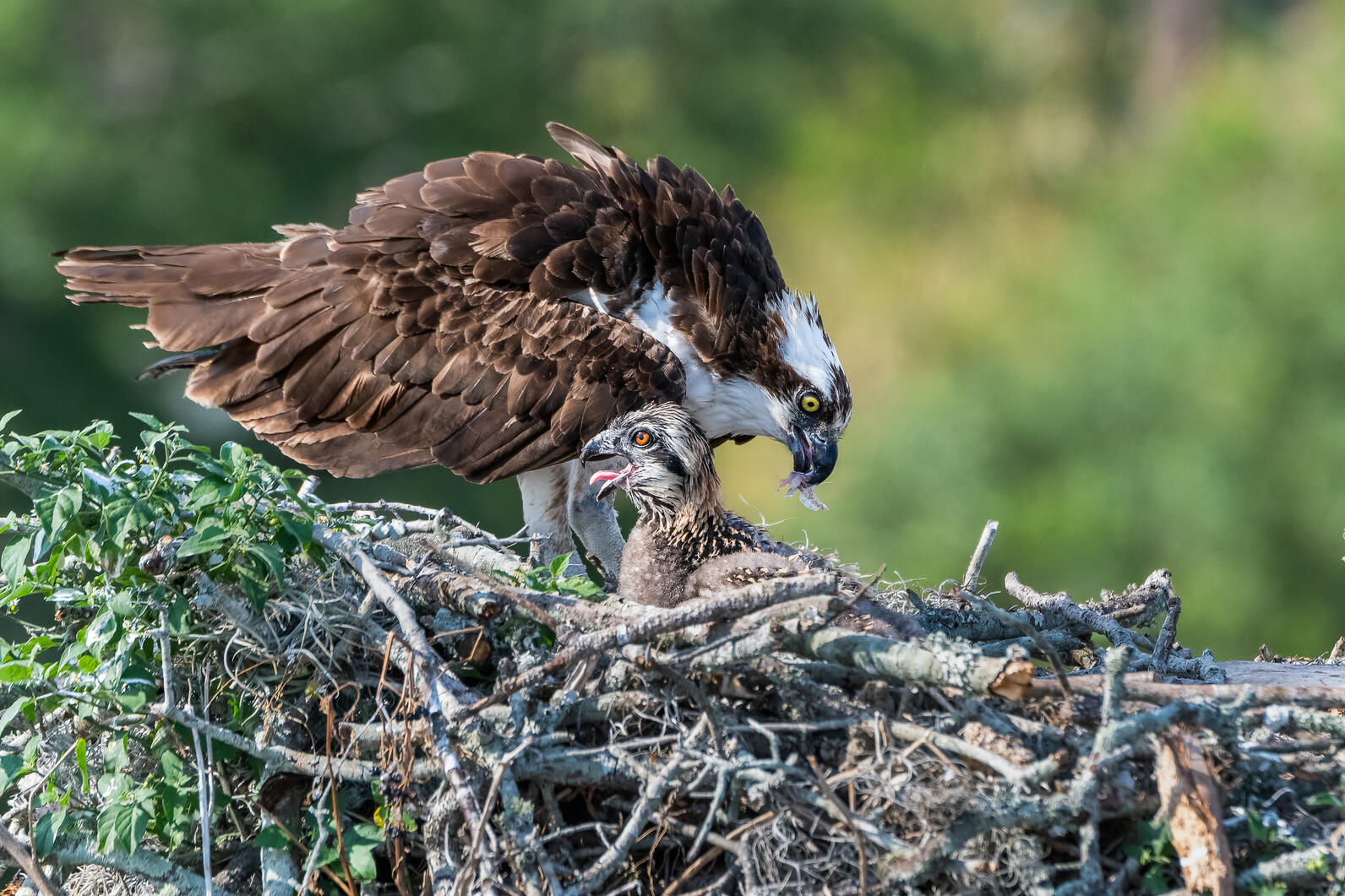 An adult Osprey sits in a large nest with its chick.