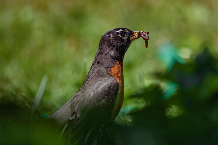 An American Robin with an earthworm in its bill against a green background.