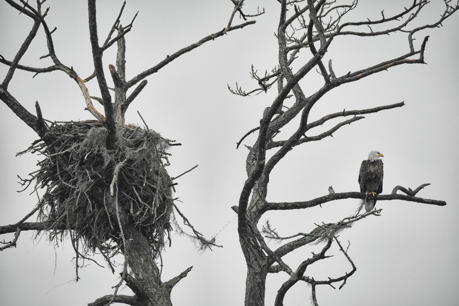 A leaf-less tree takes up most of the image. On the left, a large nest. On the right, an eagle perches in the tree.