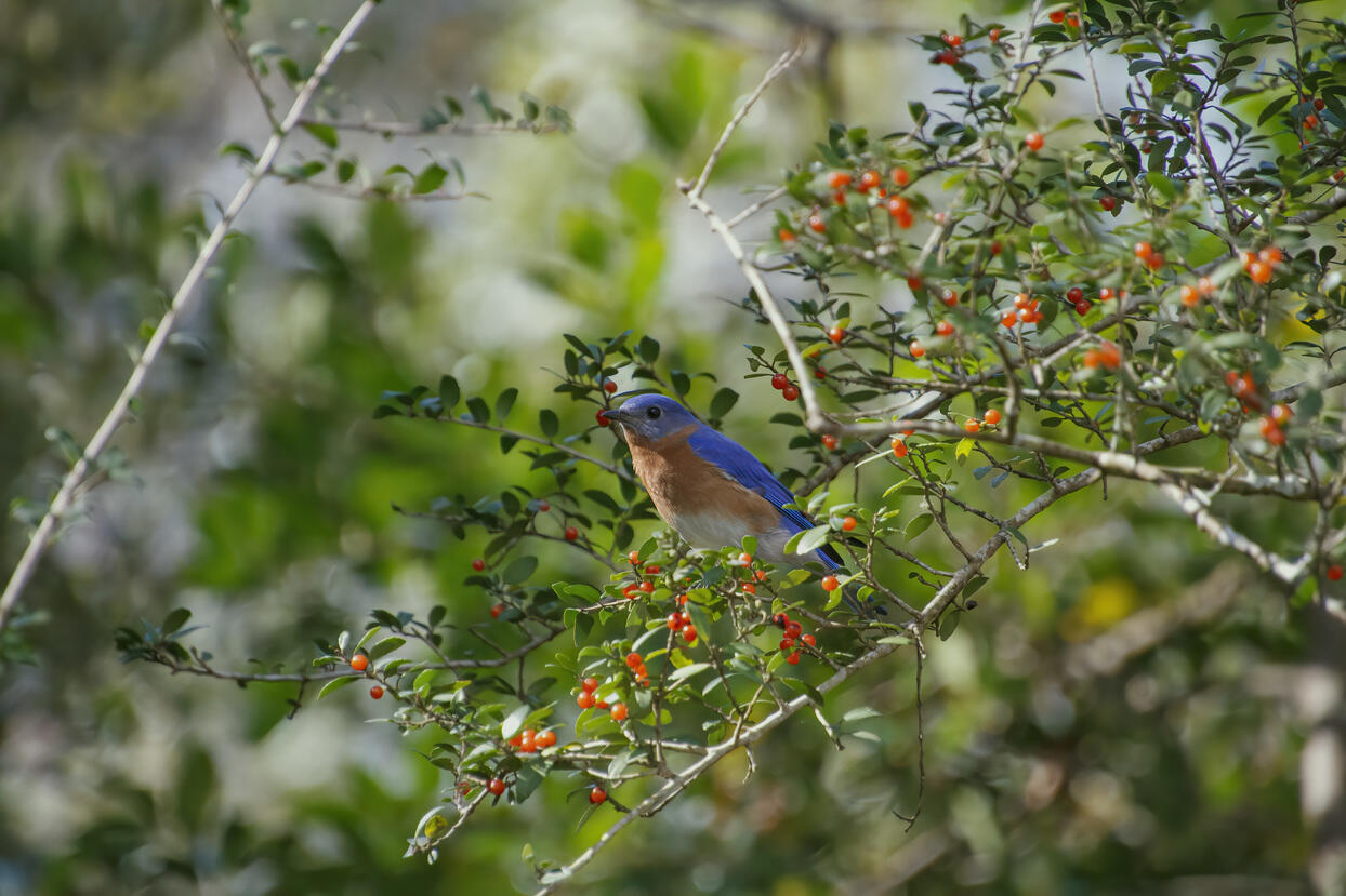 An eastern bluebird sitting on an ilex vomitoria branch. The plant has produced leaves and berries.