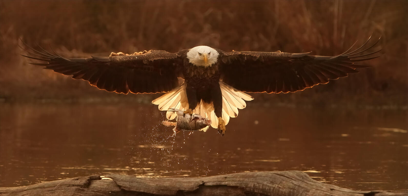 A bald eagle with wings spread just above the water with a fish in its talons. Entire photo has a red hugh over it.