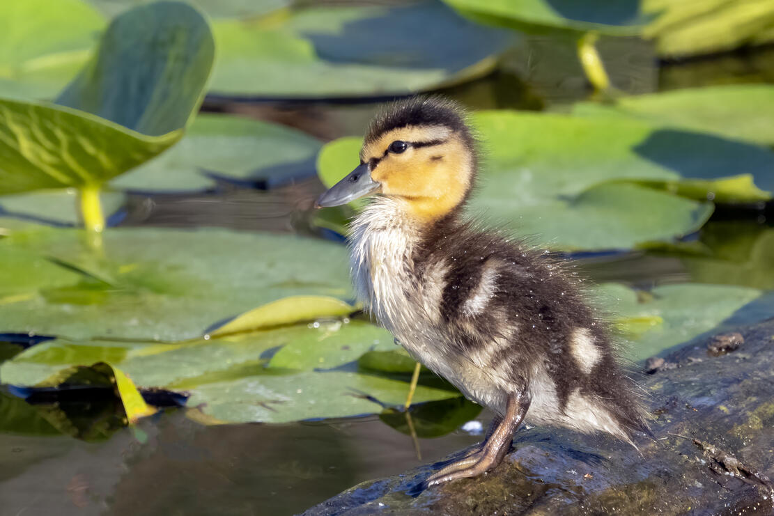 A mallard duckling in the right 1/3 of the image. Behind it, lily pads float on a pond.