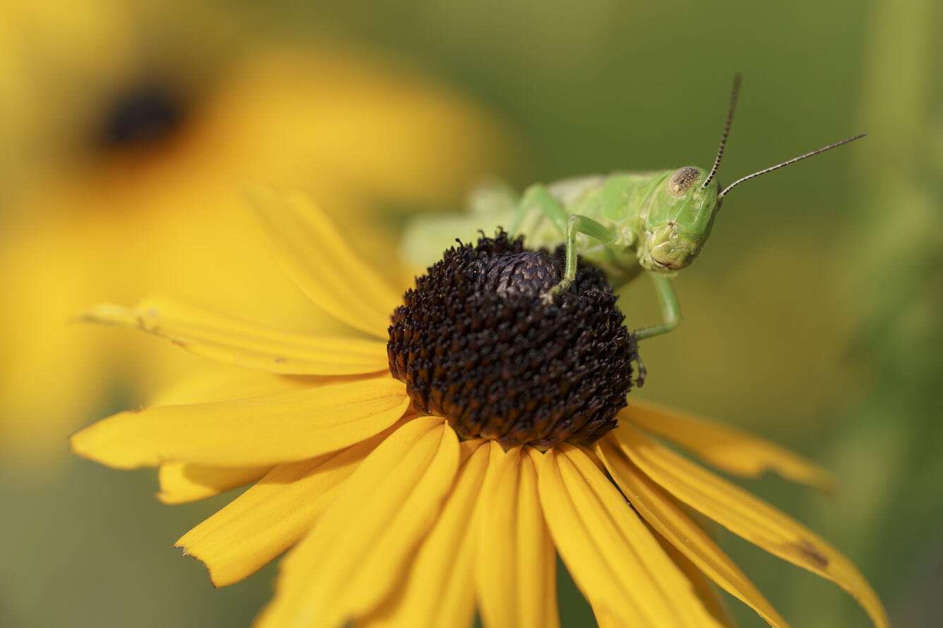 Grasshopper sitting on a rudbekia flower