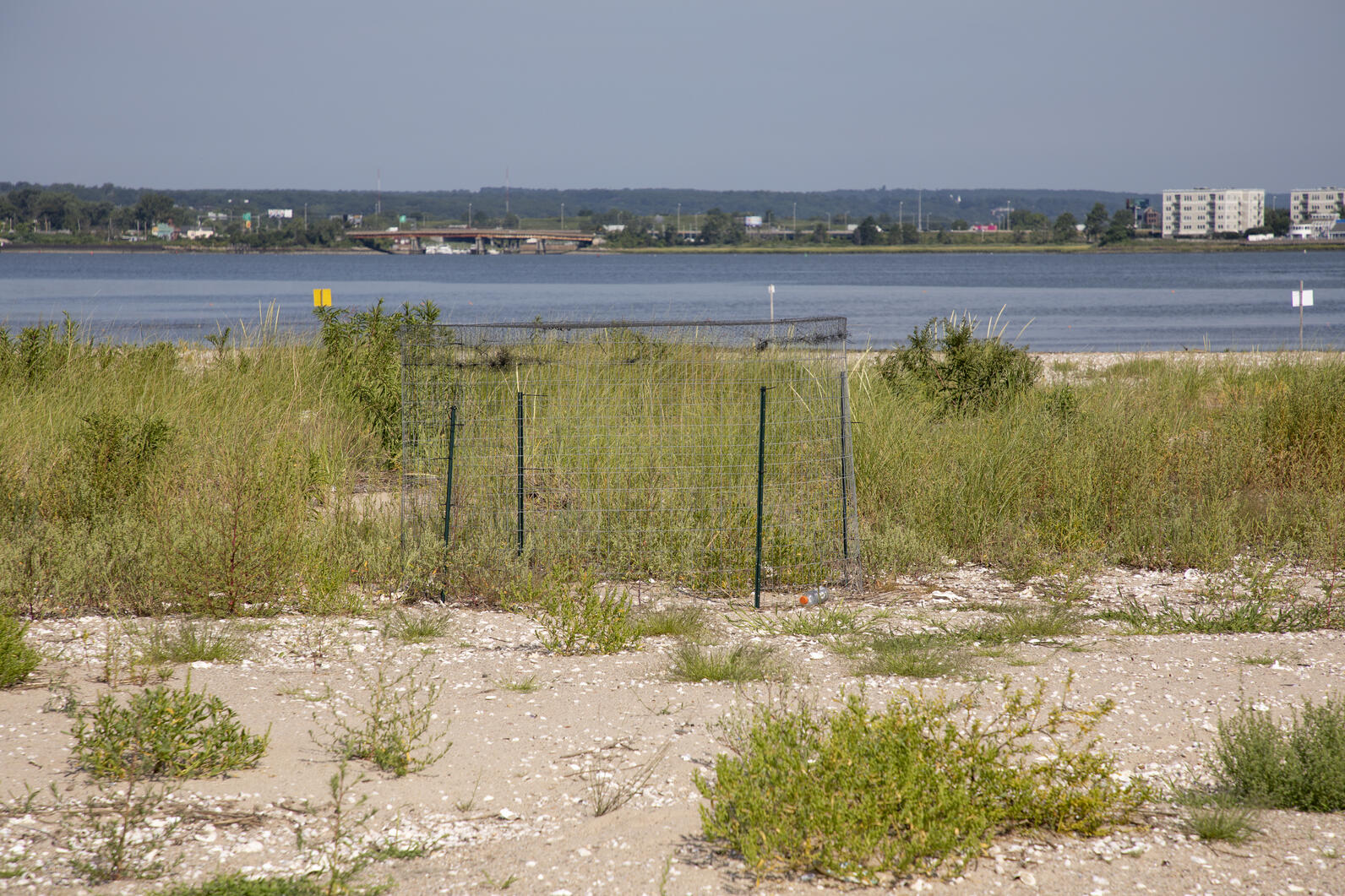 A round exclosure made of chicken wire standing on a grassy beach, with the ocean in the distance.