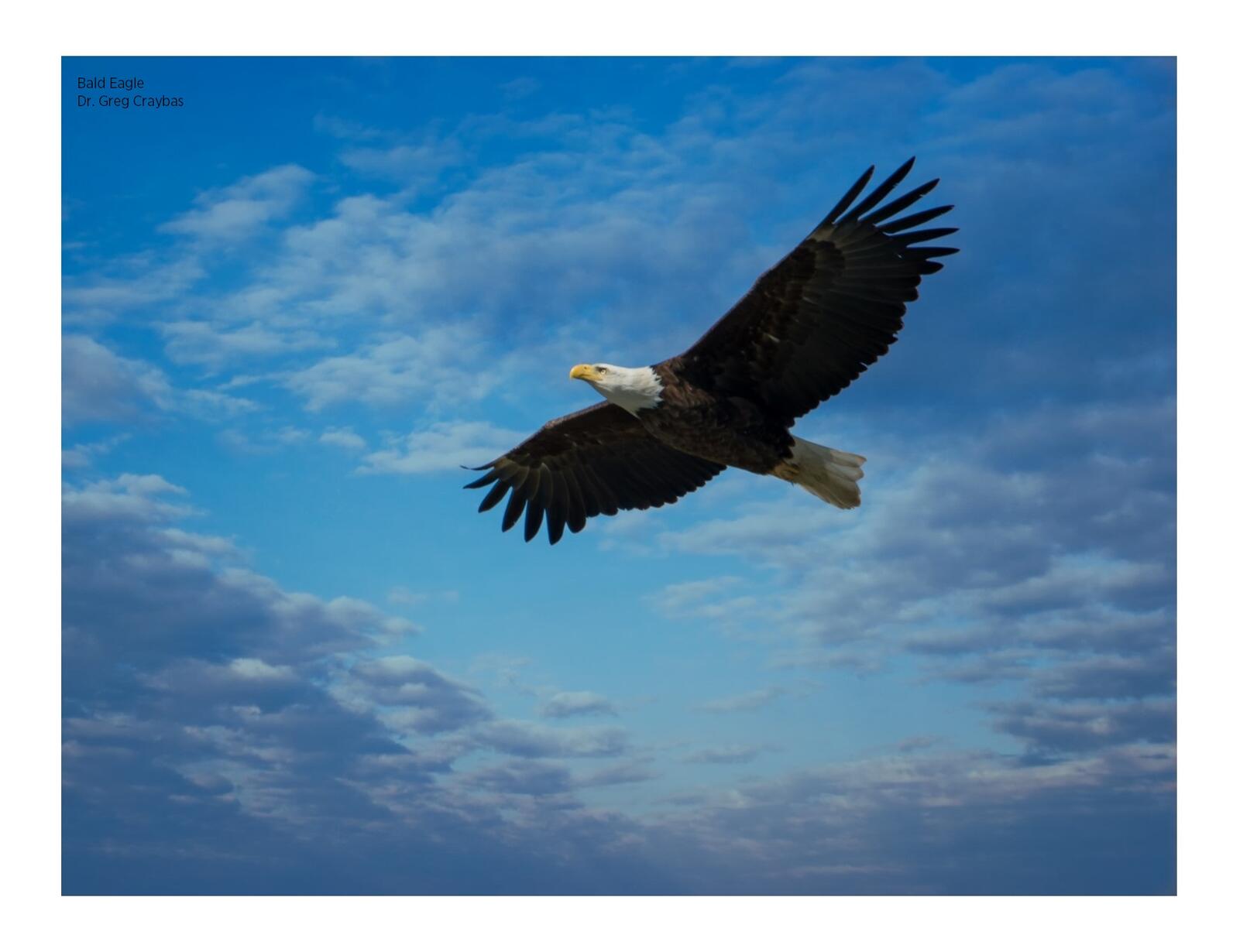 Bald Eagle soaring over Onondaga Lake. Photo by Greg Craybas.