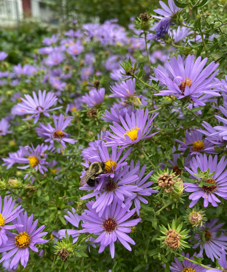 A bumblebee forages in some purple Aster flowers.