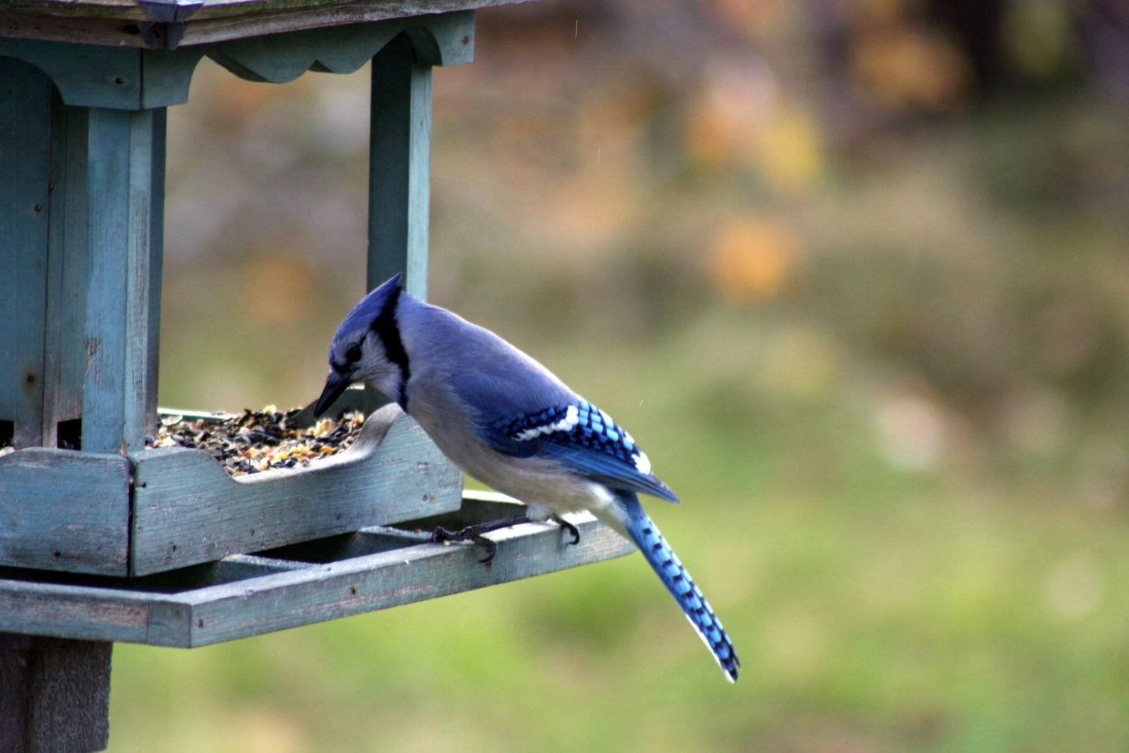 bird seed for cardinals and bluejays