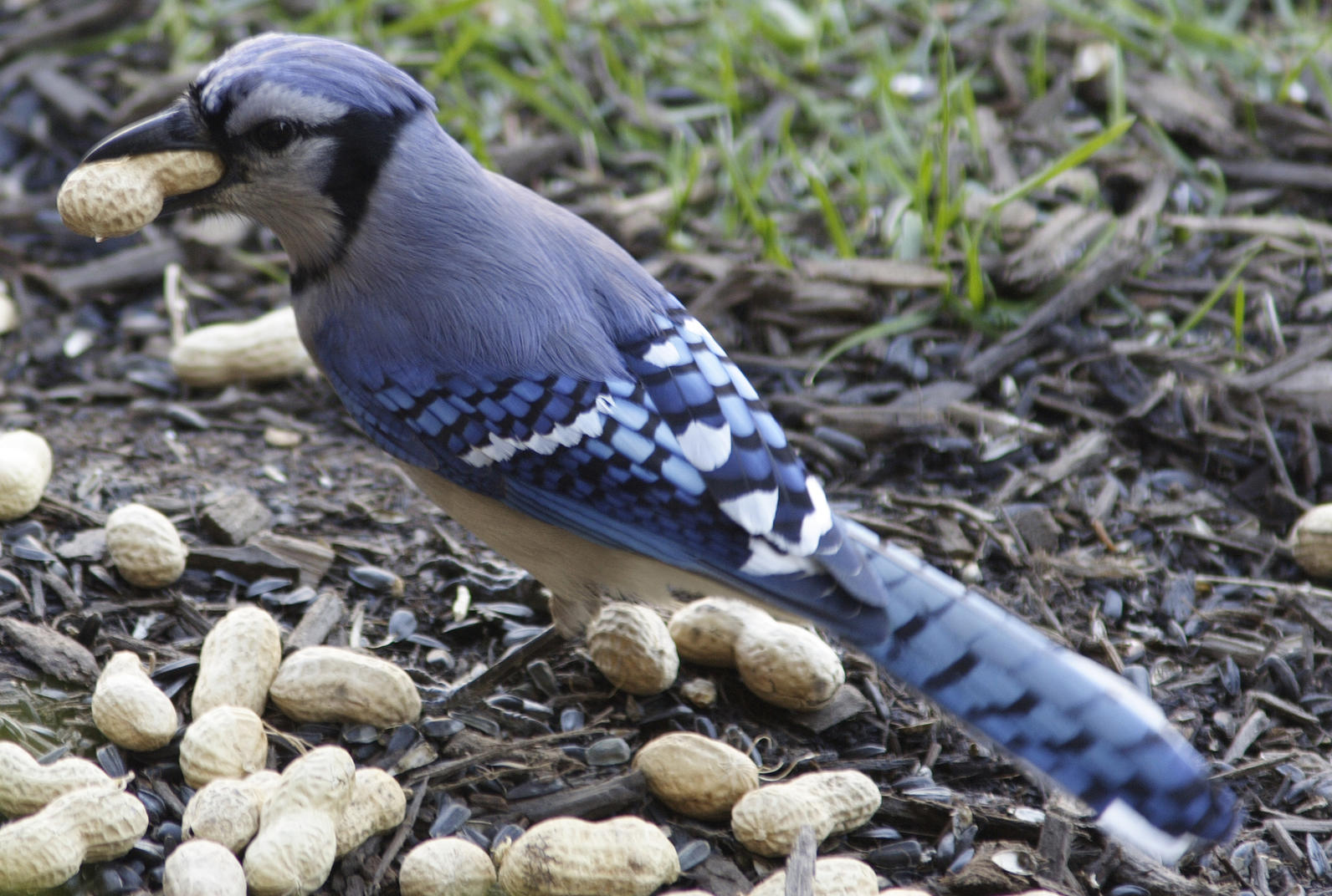 peanut bird