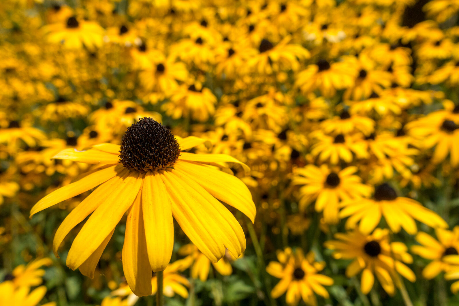 A field of black-eyed susans, with the front and center flower the most clear.