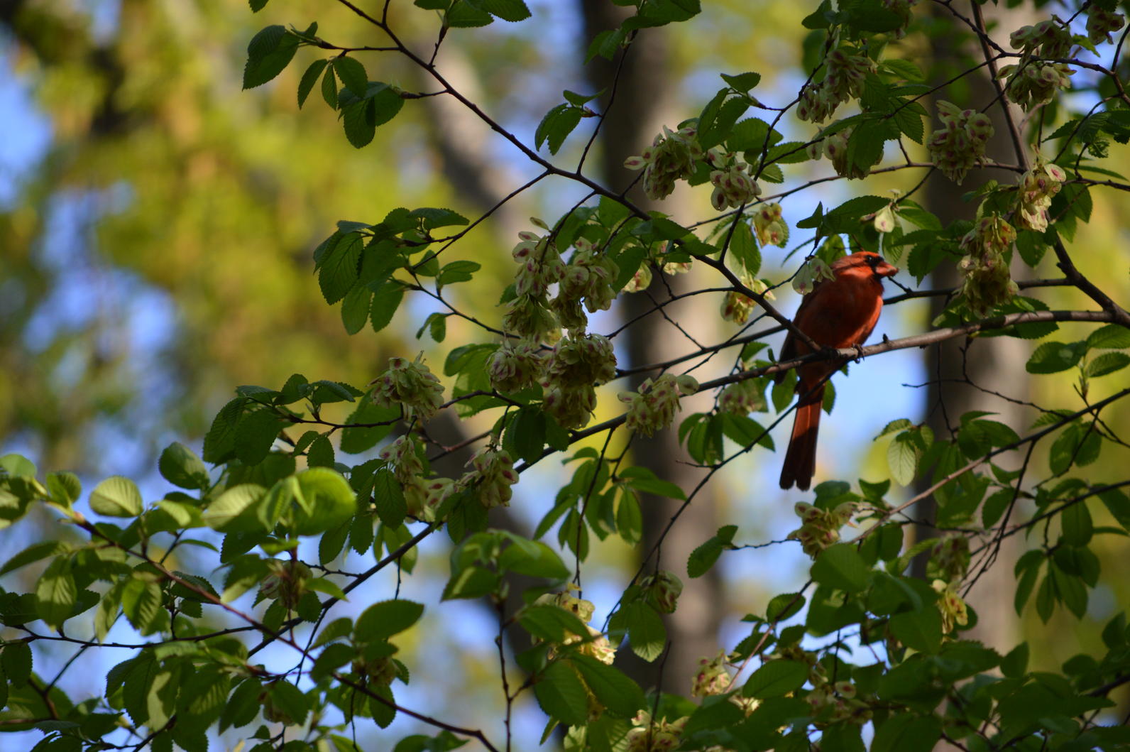 Monthly Tips Reminders For A Healthy Yard Audubon New York