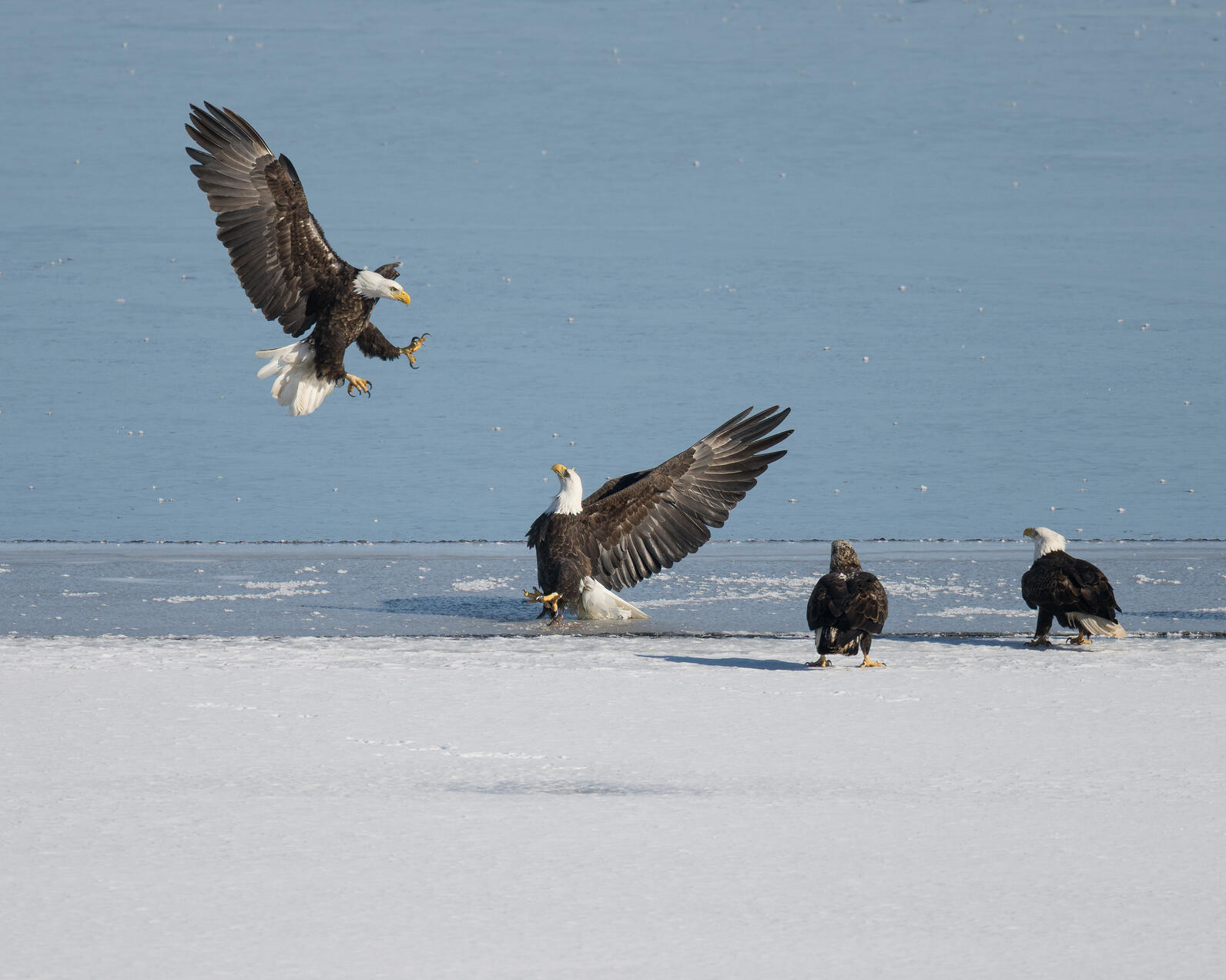 Bald Eagles at Onondaga Lake. Photo by Greg Craybas.
