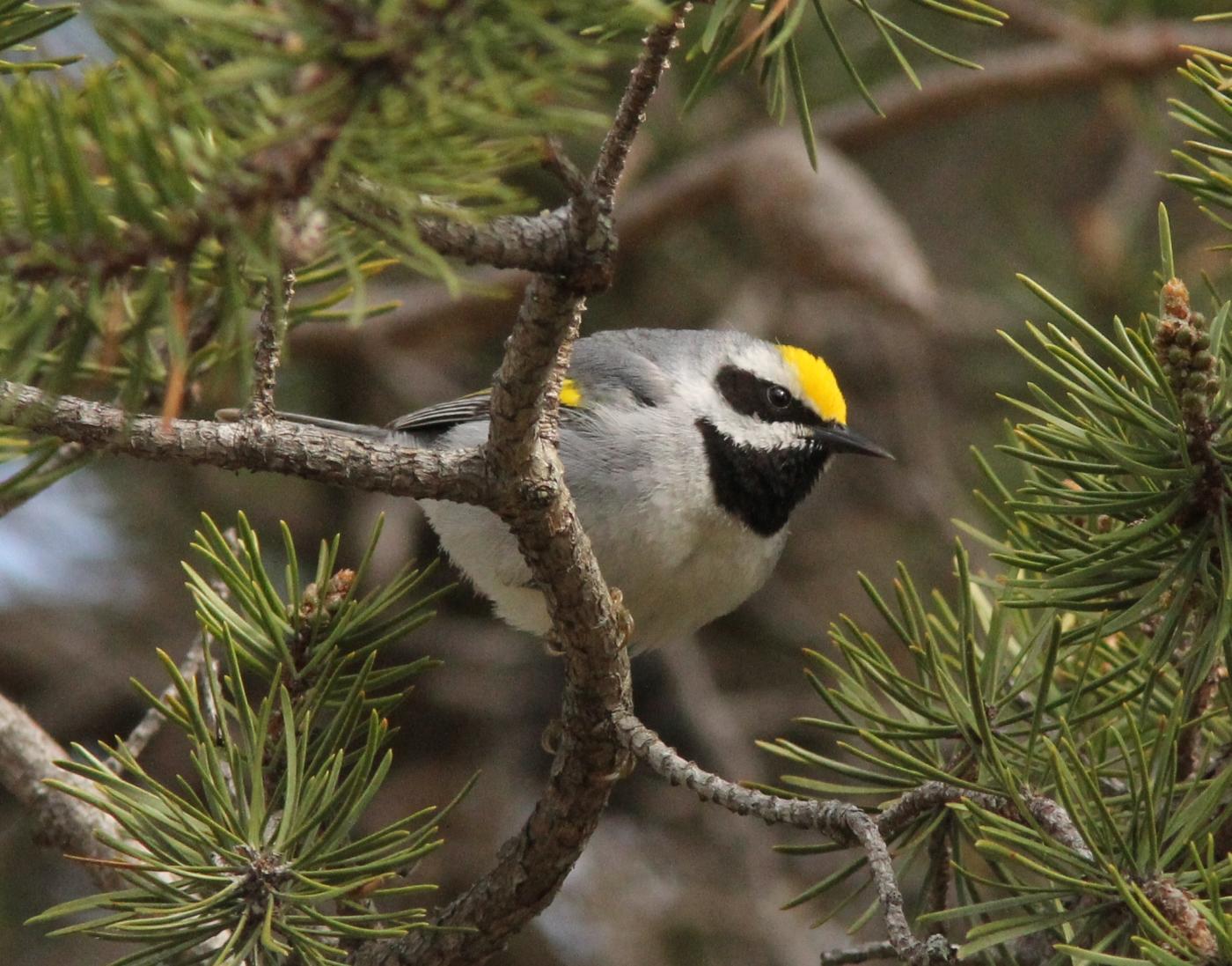 Golden-winged Warbler