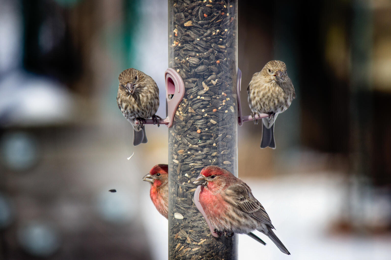 Four House Finches, two male and two female, perch around a tube feeder