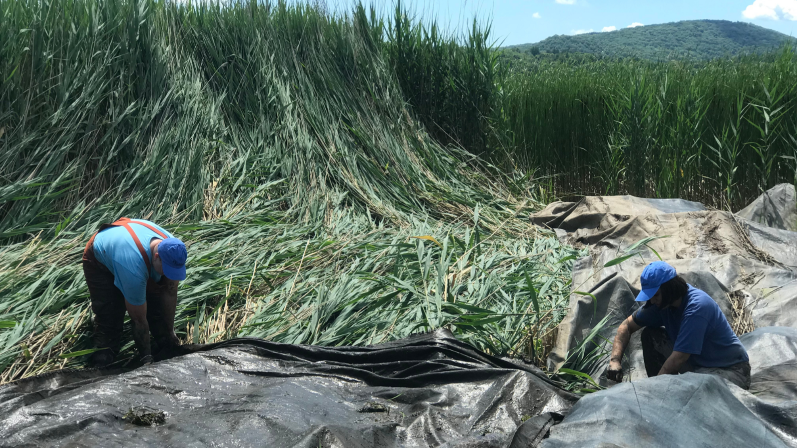 Two people place large black tarps down to cover up patches of Phragmites, a tall green reed.