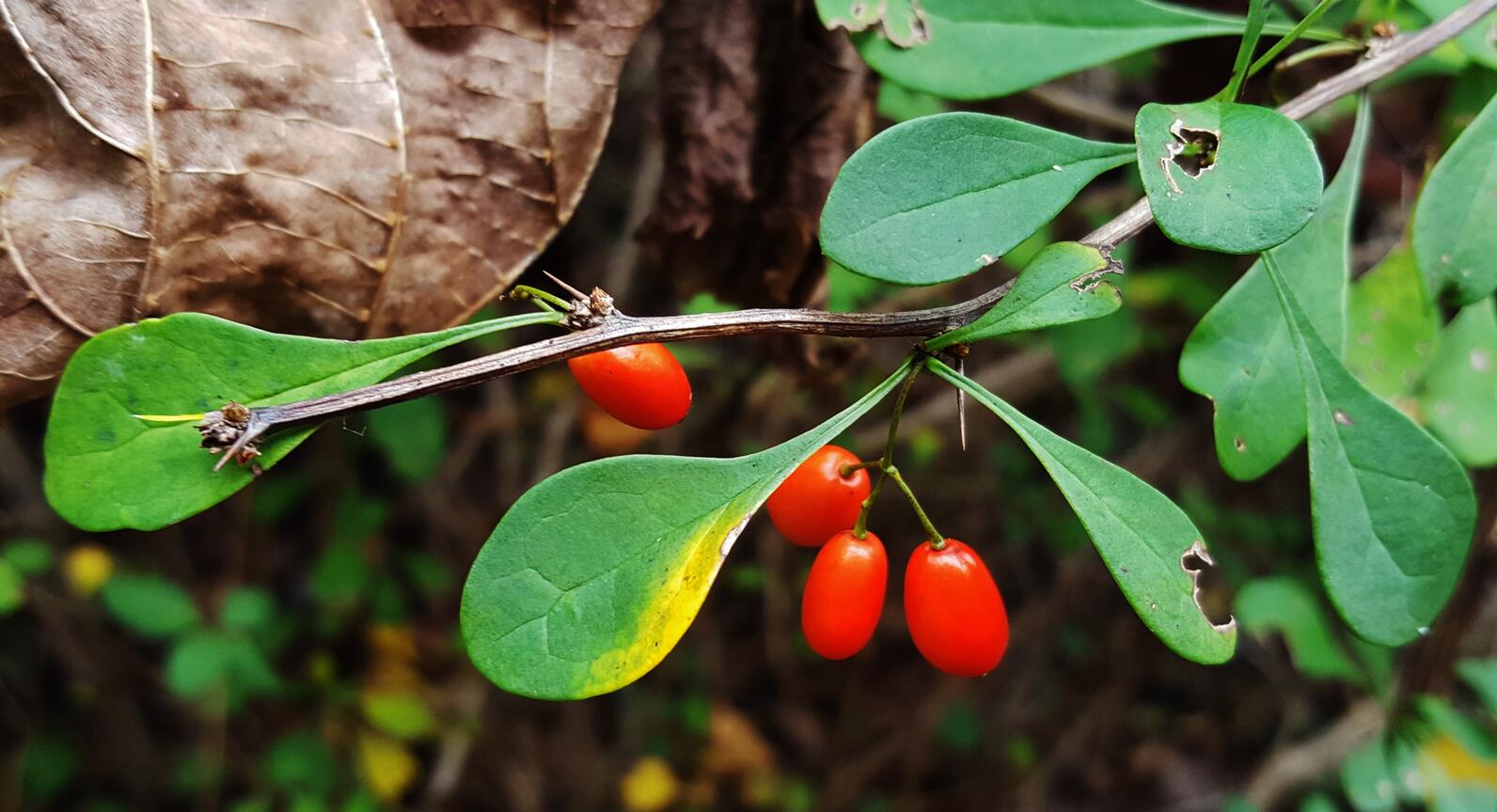 Japanese Barberry branch, red oval berries and tear shaped green leaves.