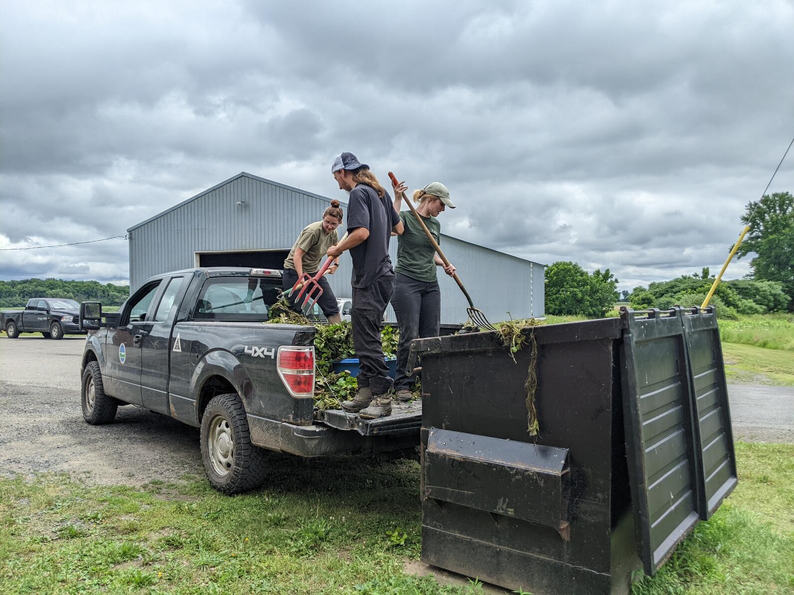 Three people stand in the back of a black pickup truck, using pitchforks to toss water chestnut into a dumpster.