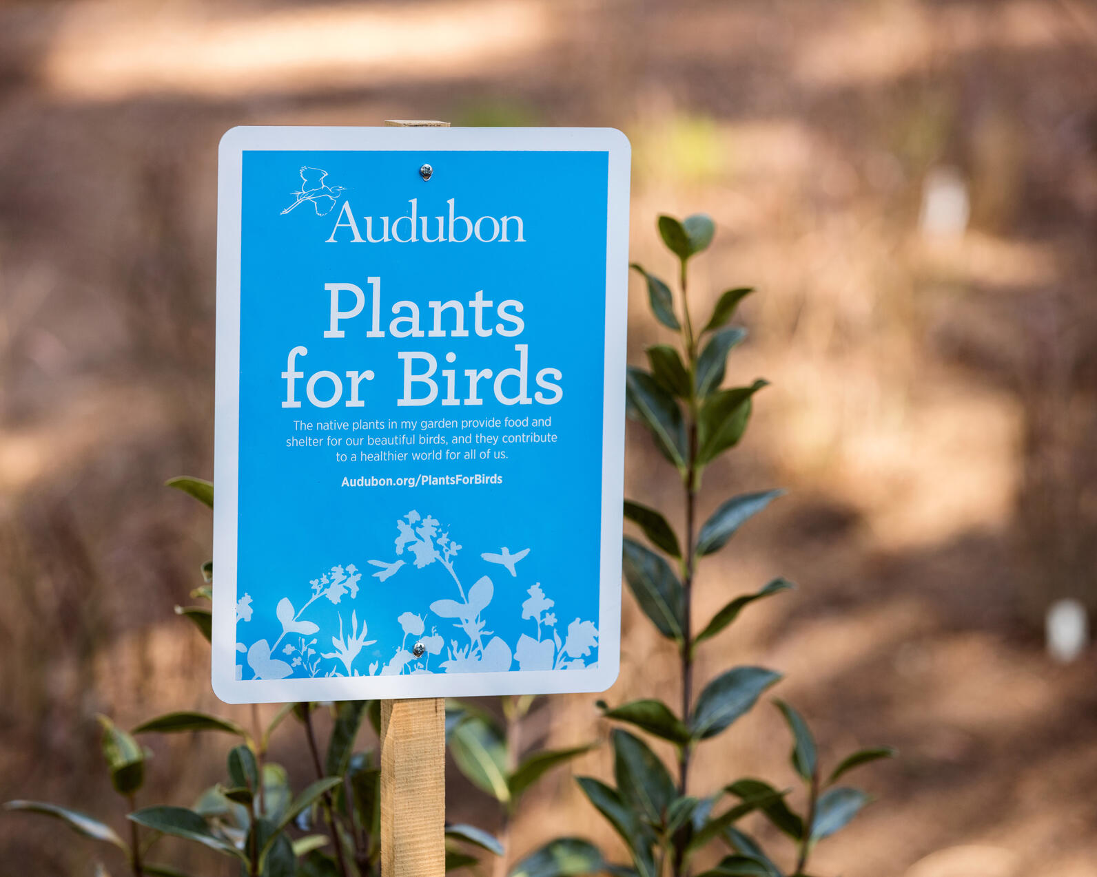 An Audubon Plants for Birds sign in front of a vine