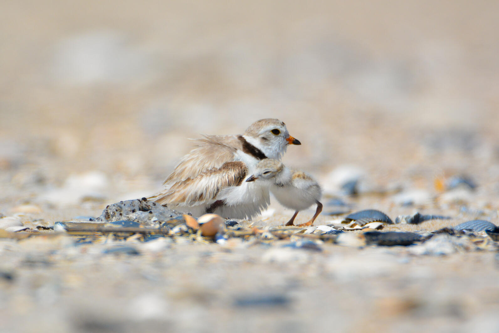 A Piping Plover chick stands next to its parent on the beach.