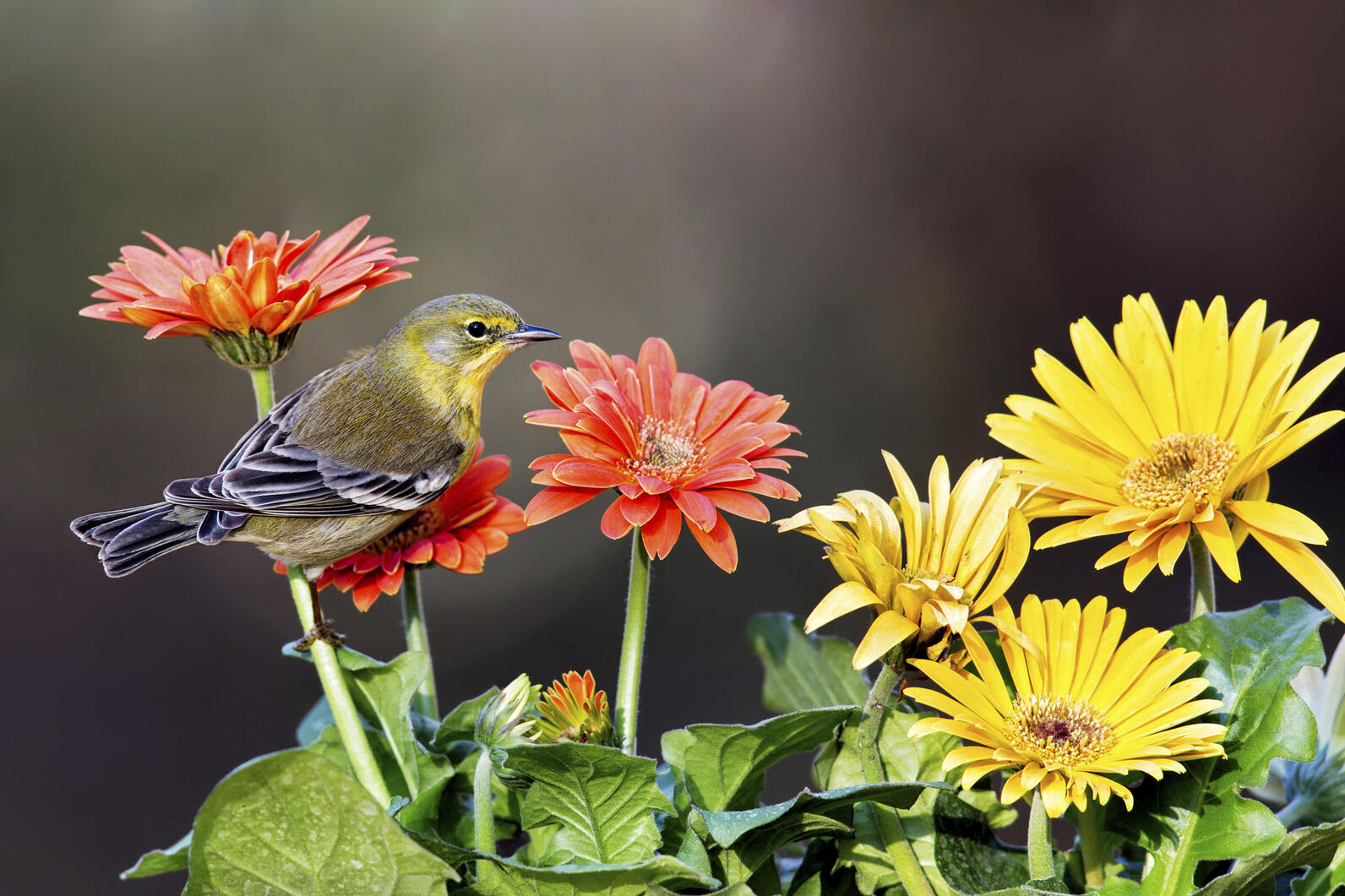 A pine warbler sitting on some wildflowers in the foreground. Background is blurred.