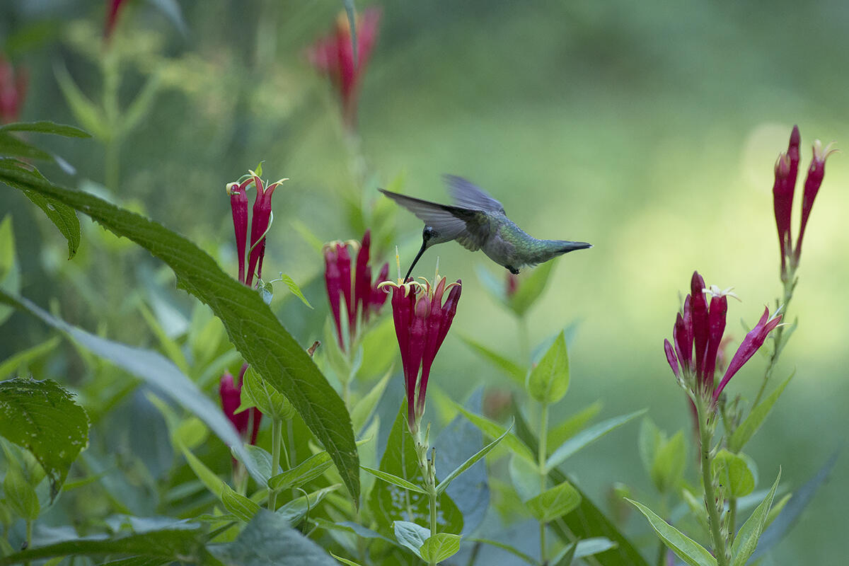 A Ruby Throated Hummingbird drinks nectar from a flower.