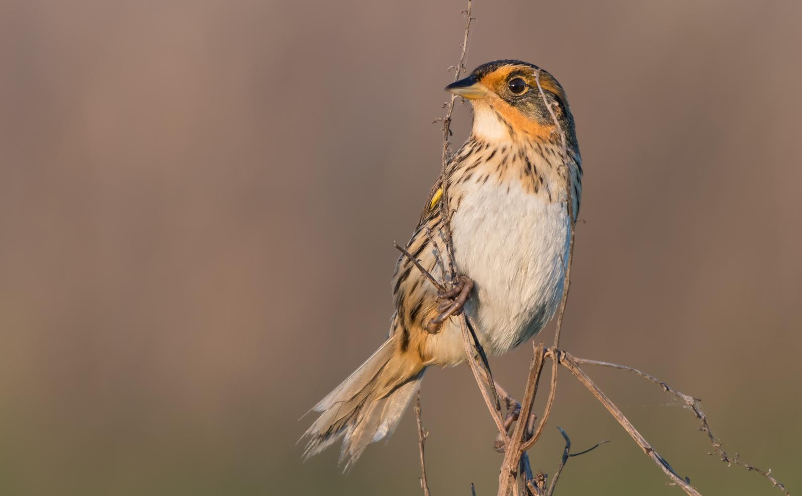 10 Marsh Birds Teaching Us About Wetlands | Audubon New York
