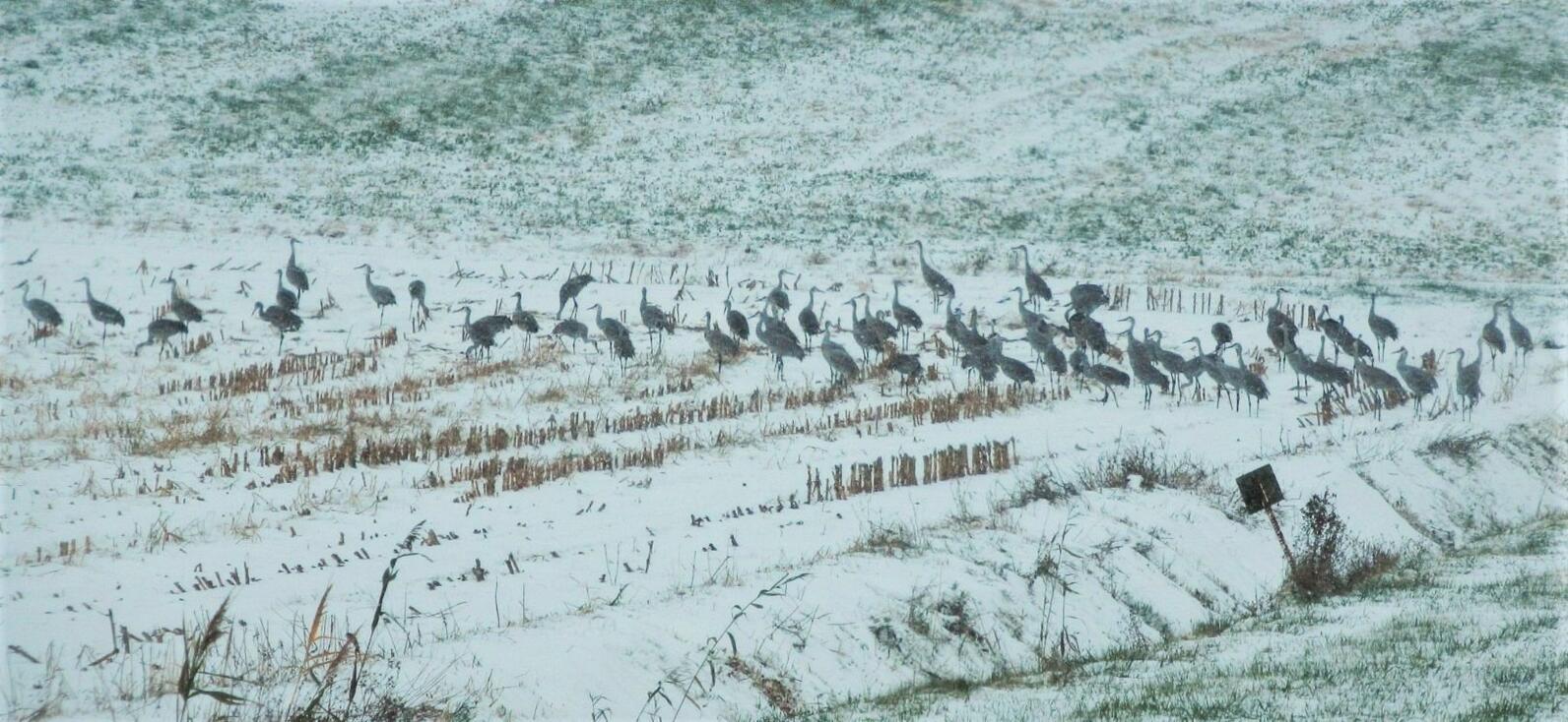 Audubon Christmas Bird Count Audubon New York