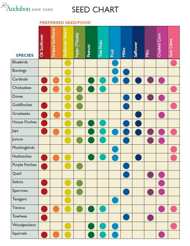 Feeding Birds: a Quick Guide to Seed Types