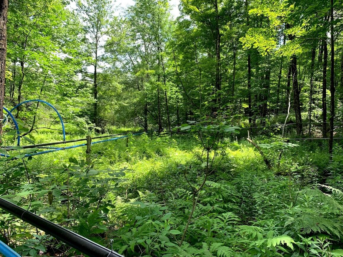 Photo shows blue tubing aka sap lines running between taller maple trees. Growing in and around the lines are small saplings. The image is very green and a good example of healthy vertical structural diversity in the forest.