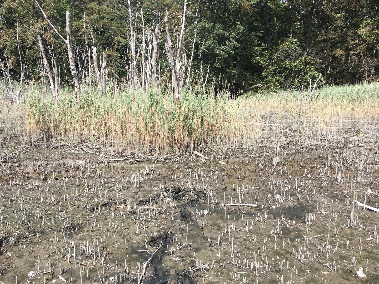 Degraded marsh with invasive Phragmites australis at Sunken Meadow State Park, NY.