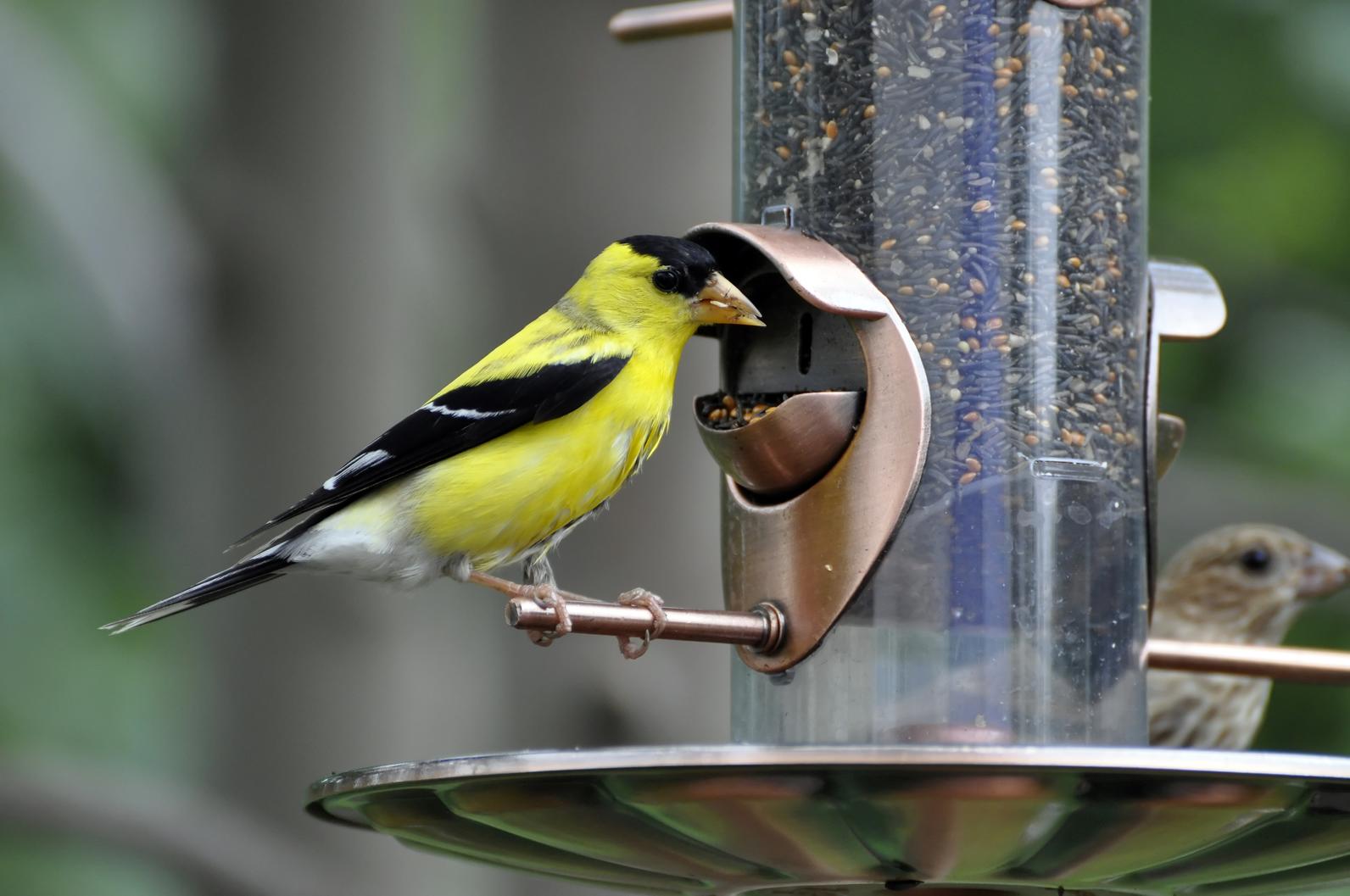 Choosing a Bird Feeder | Audubon New York