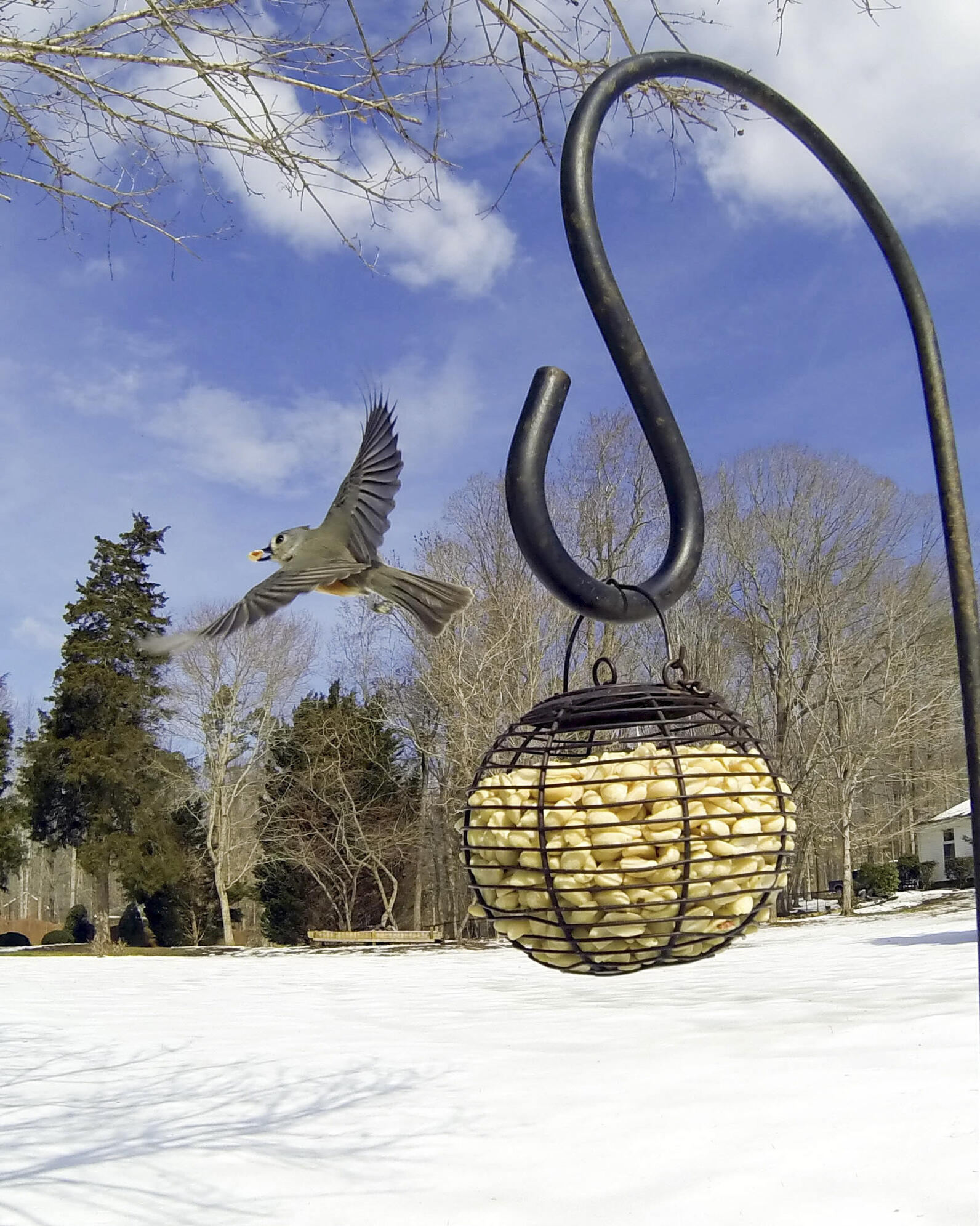 A Tufted Titmouse takes off from a ball-shaped suet feeder against a blue sky. The landscape behind is covered in snow.