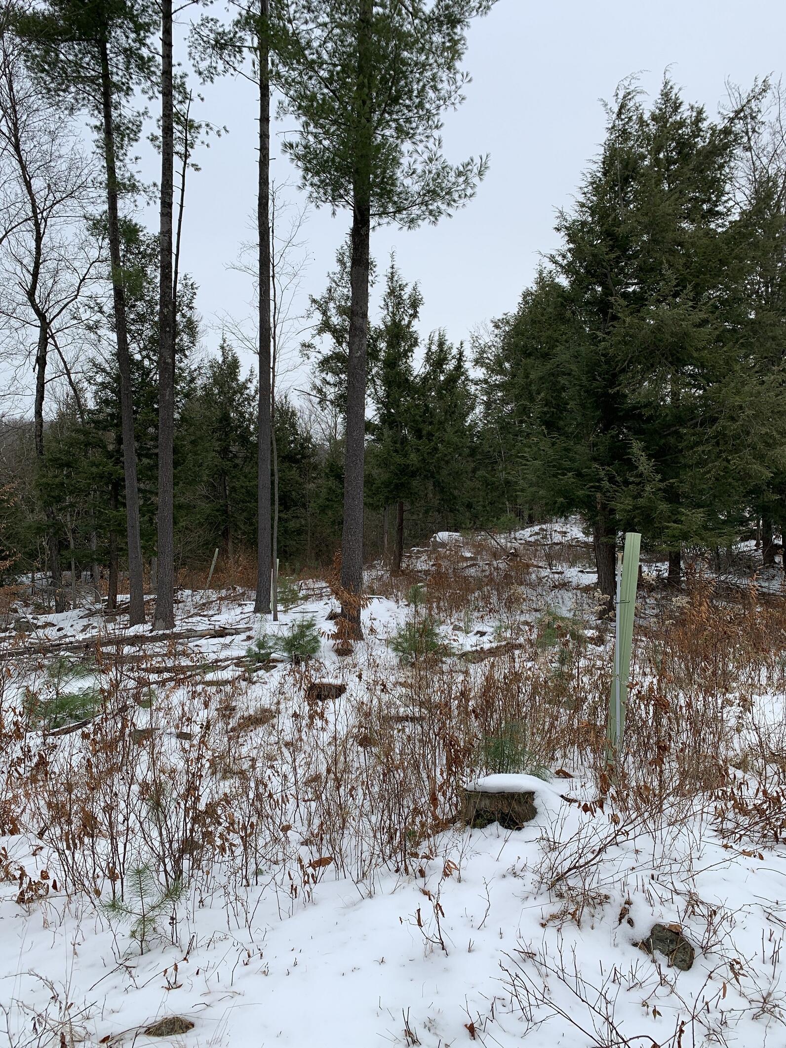 After a winter timber stand improvement project, White Pine is visibly intact in the understory.