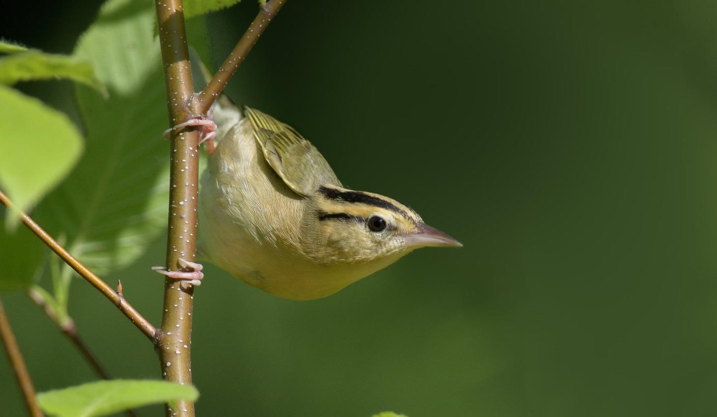 The Basics: Forest Management for Birds | Audubon New York