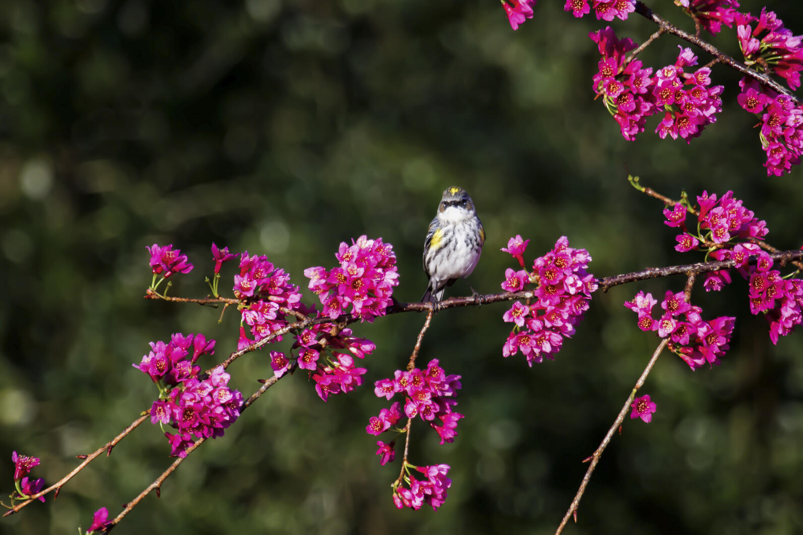 A yellow rumped warbler sitting in a tree with many flowers blooming