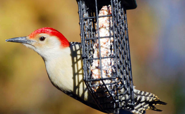 audubon society best bird feeders