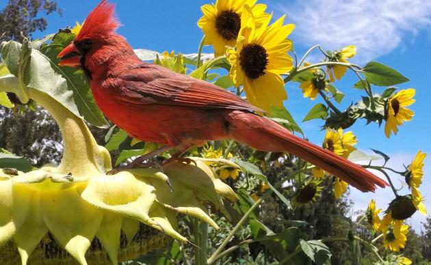 OPAS Awarded Audubon Collaborative Grant — OLYMPIC PENINSULA