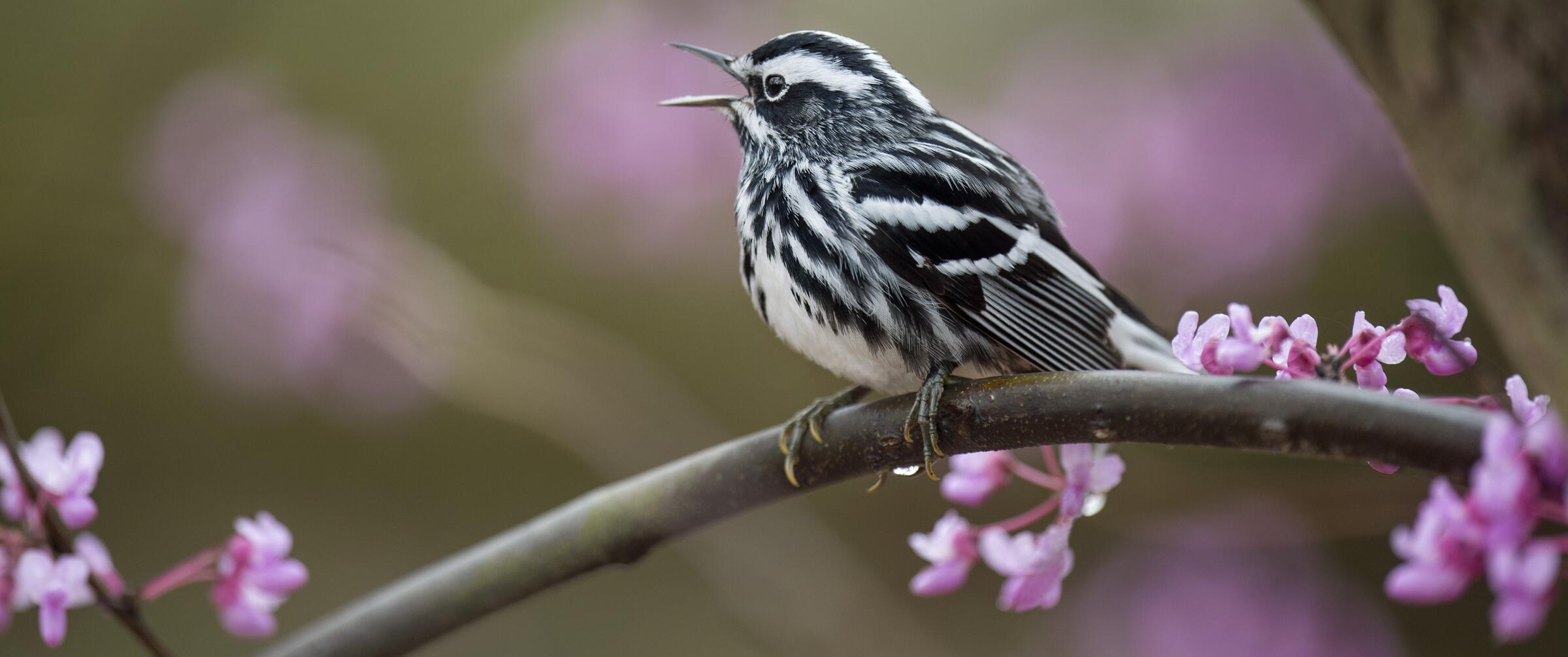 Black-and-white Warbler.
