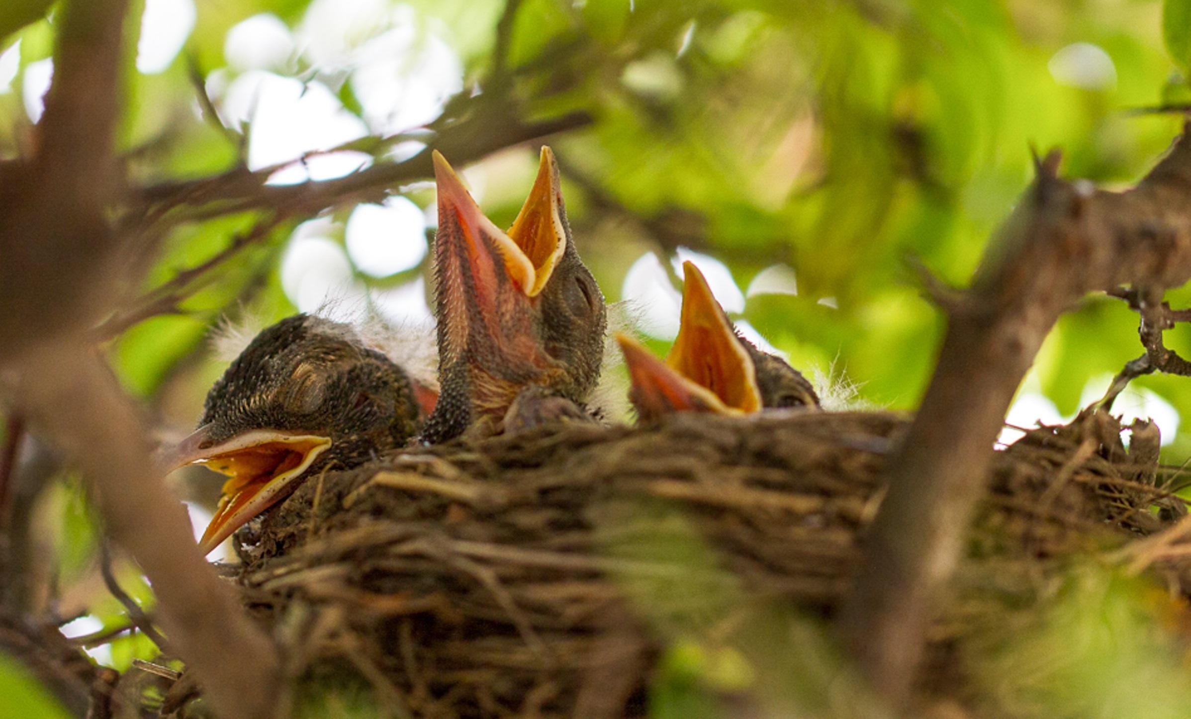 How long do baby robin birds stay in the nest What To Do With An Injured Or Orphaned Bird Audubon New York