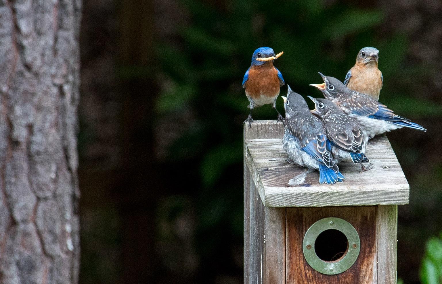 Eastern Bluebird Nest