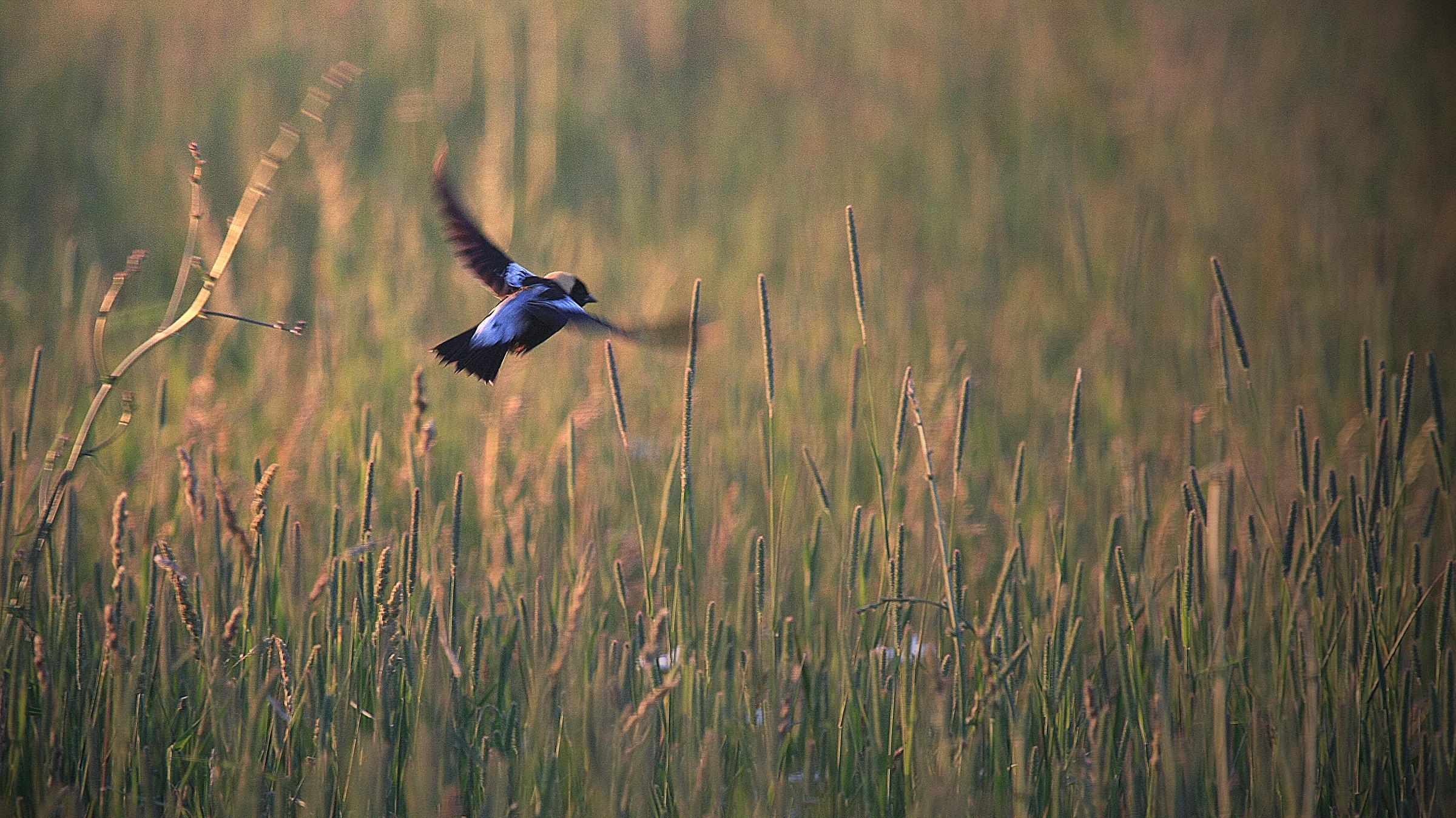 Managing Habitat for Grassland Birds | Audubon New York