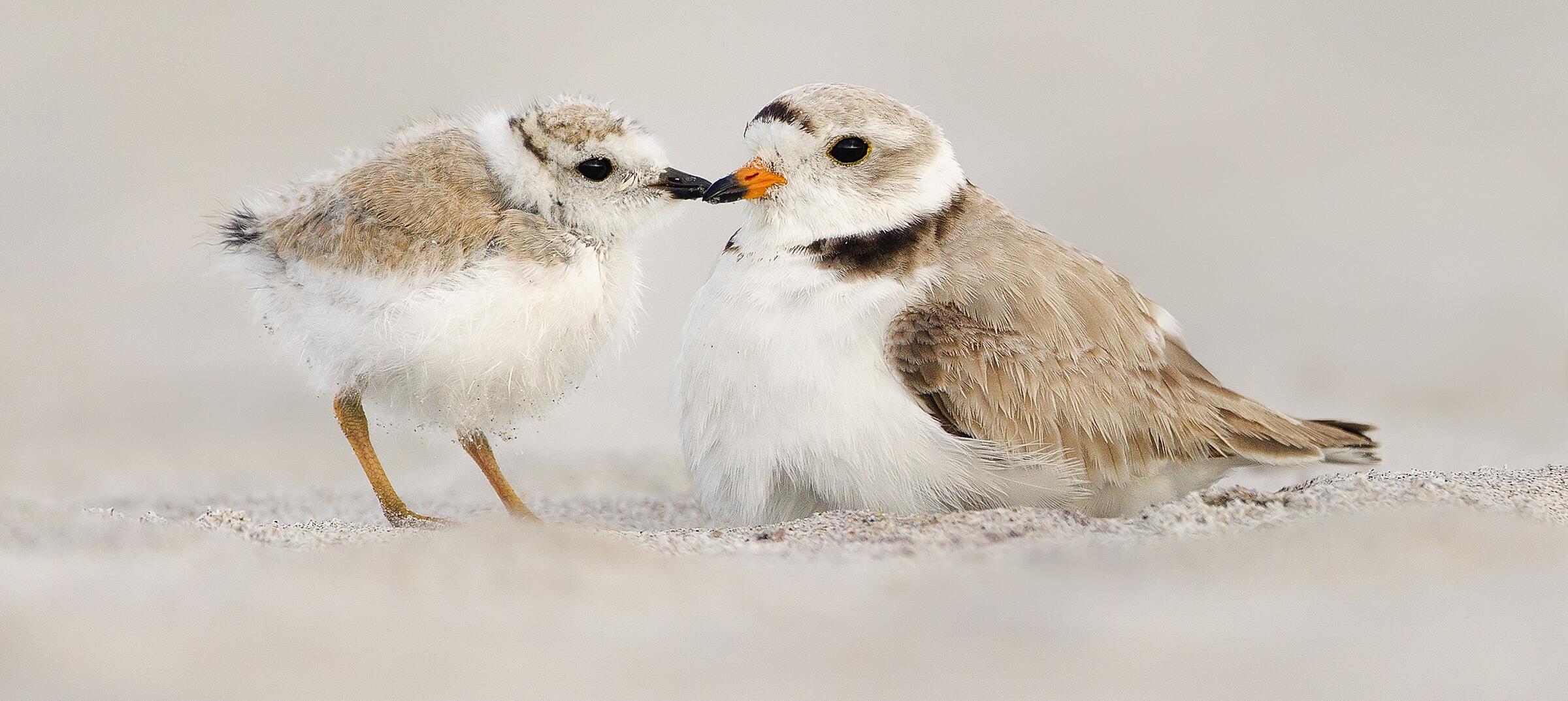 Piping Plover.
