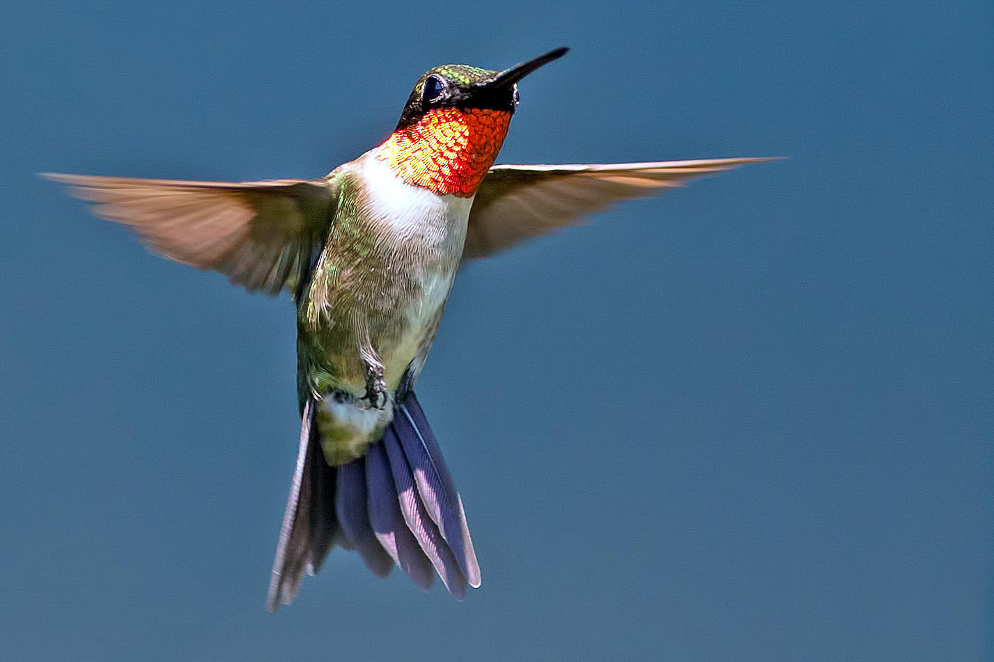 all about hummingbirds