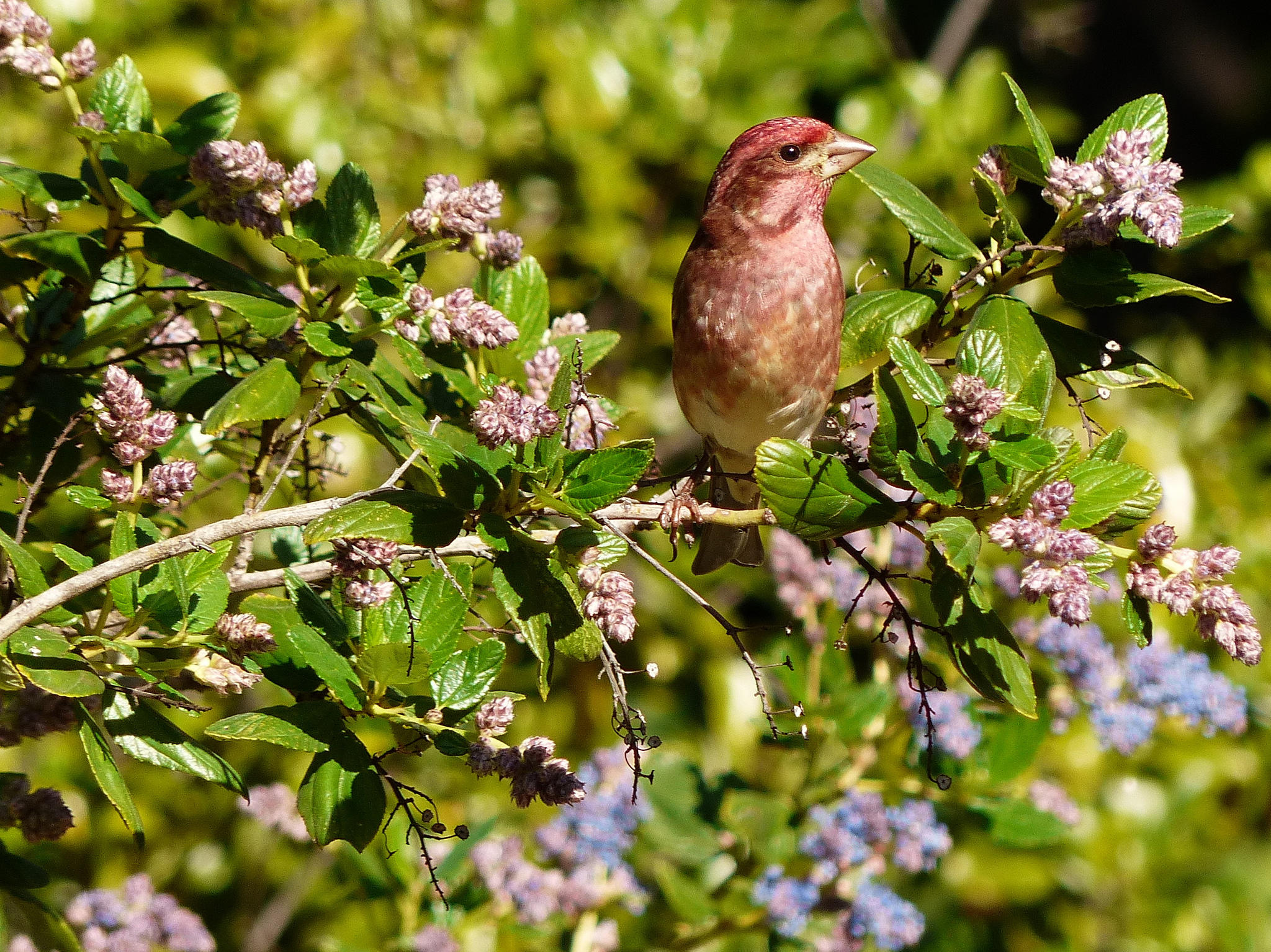 Seasonal Tips for a Bird-Friendly Backyard | Audubon New York