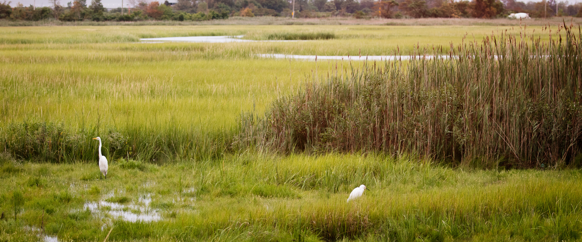 Salt marsh at Idlewild Park, Queens. You can see two Great Egrets in the green grasses.
