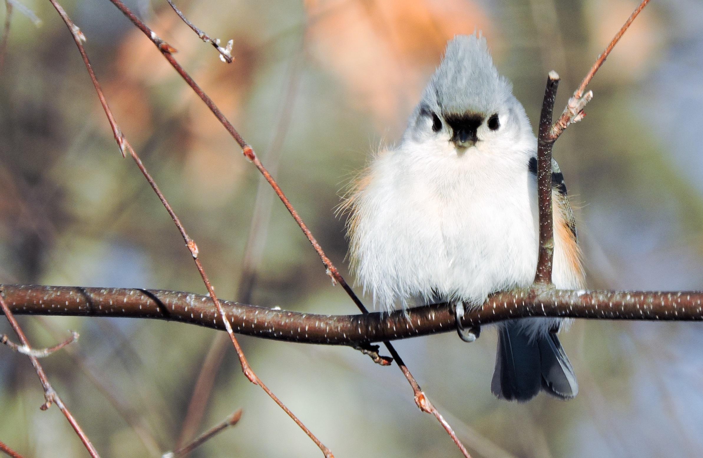 Feeding winter birds in New York: A Joyful Activity