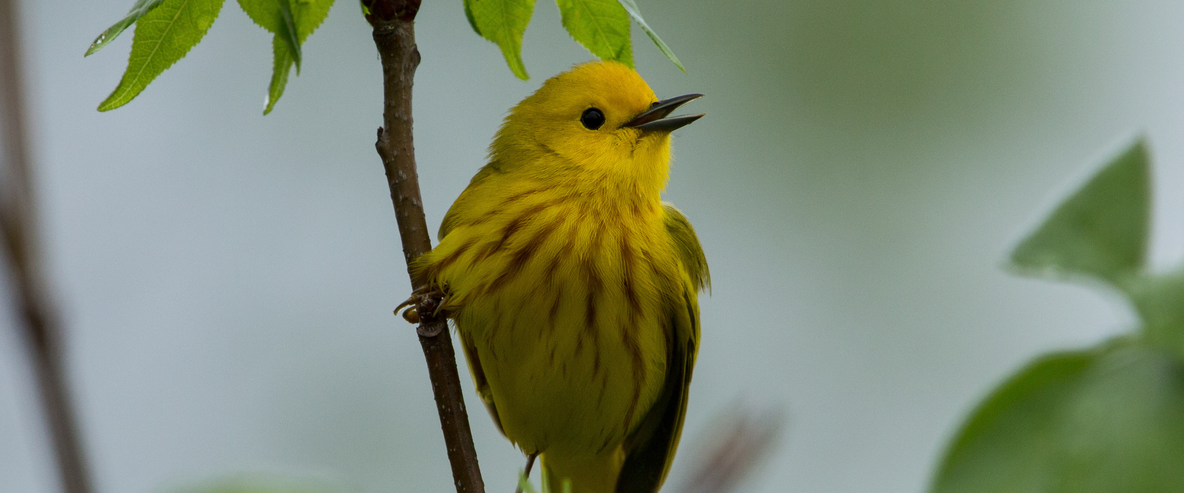 A Yellow Warbler clings to the side of a thin branch, beak open.